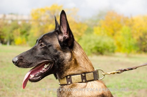 Malinois Hundehalsband Leder breit mit
Zier-Pyramiden & Messing-Platten